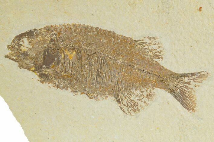 Uncommon Fish (Phareodus) Fossil - Wyoming #320352